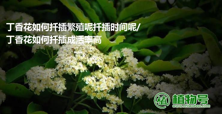 丁香花如何扦插繁殖呢扦插时间呢/丁香花如何扦插成活率高