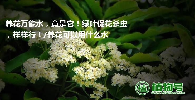 养花万能水，竟是它！绿叶促花杀虫，样样行！/养花可以用什么水