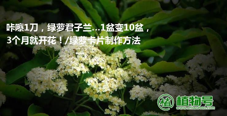 咔嚓1刀，绿萝君子兰…1盆变10盆，3个月就开花！/绿萝卡片制作方法