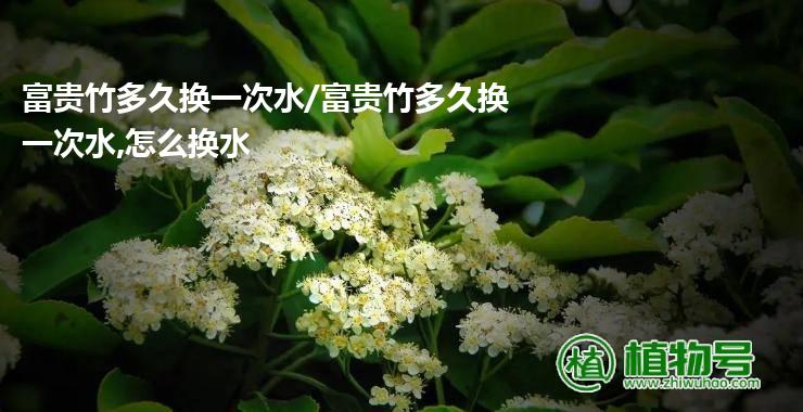 富贵竹多久换一次水/富贵竹多久换一次水,怎么换水