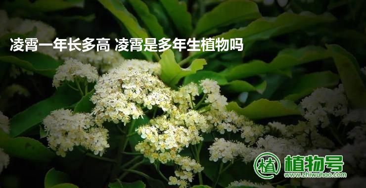 凌霄一年长多高 凌霄是多年生植物吗