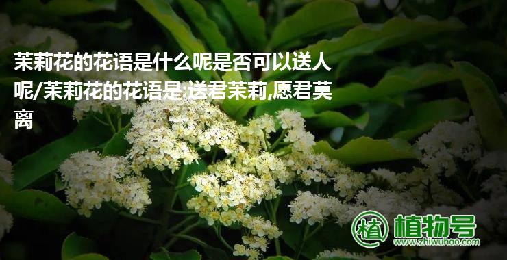 茉莉花的花语是什么呢是否可以送人呢/茉莉花的花语是:送君茉莉,愿君莫离