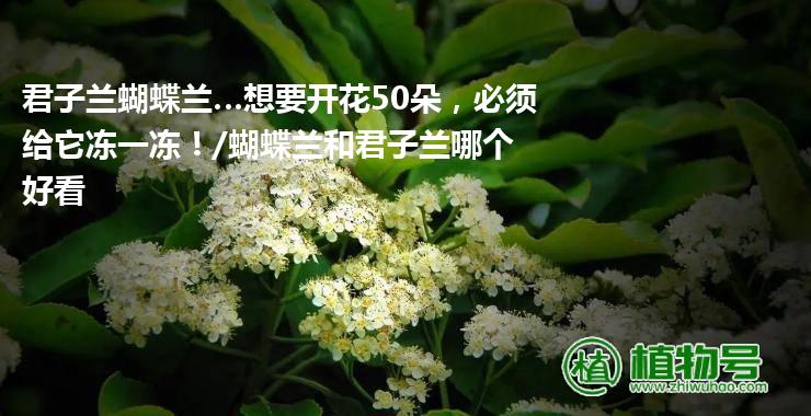 君子兰蝴蝶兰…想要开花50朵，必须给它冻一冻！/蝴蝶兰和君子兰哪个好看