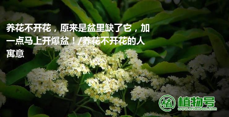 养花不开花，原来是盆里缺了它，加一点马上开爆盆！/养花不开花的人寓意