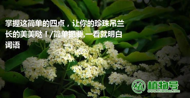 掌握这简单的四点，让你的珍珠吊兰长的美美哒！/简单扼要,一看就明白词语