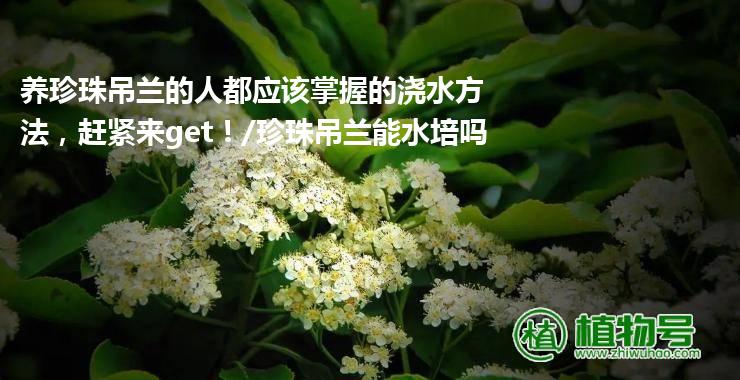 养珍珠吊兰的人都应该掌握的浇水方法，赶紧来get！/珍珠吊兰能水培吗