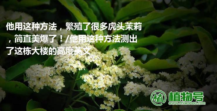 他用这种方法，繁殖了很多虎头茉莉，简直美爆了！/他用这种方法测出了这栋大楼的高度英文