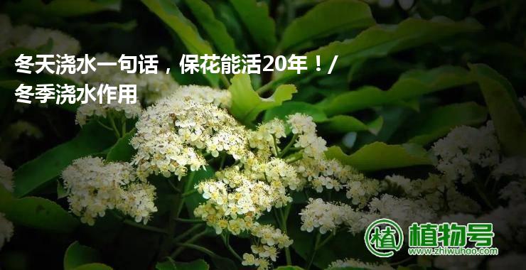 冬天浇水一句话，保花能活20年！/冬季浇水作用