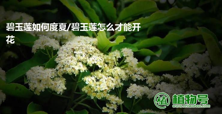 碧玉莲如何度夏/碧玉莲怎么才能开花