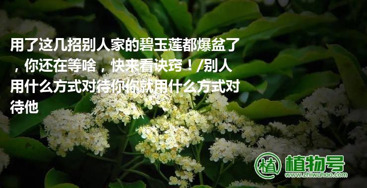 用了这几招别人家的碧玉莲都爆盆了，你还在等啥，快来看诀窍！/别人用什么方式对待你你就用什么方式对待他