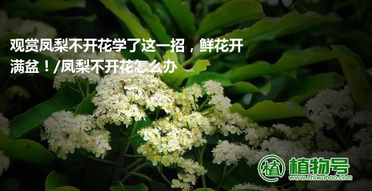 观赏凤梨不开花学了这一招，鲜花开满盆！/凤梨不开花怎么办