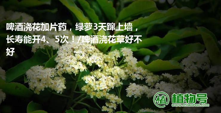 啤酒浇花加片药，绿萝3天蹿上墙，长寿能开4、5次！/啤酒浇花草好不好