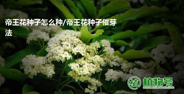 帝王花种子怎么种/帝王花种子催芽法