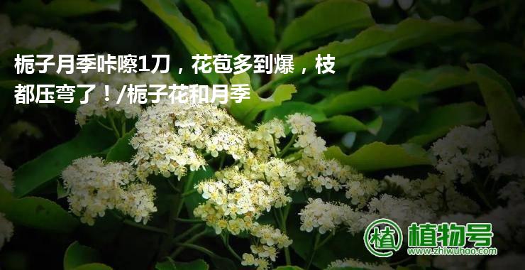 栀子月季咔嚓1刀，花苞多到爆，枝都压弯了！/栀子花和月季