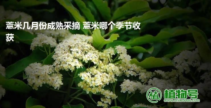 薏米几月份成熟采摘 薏米哪个季节收获