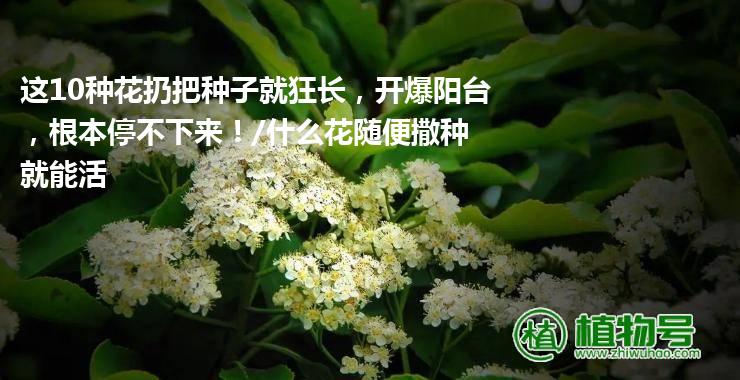 这10种花扔把种子就狂长，开爆阳台，根本停不下来！/什么花随便撒种就能活