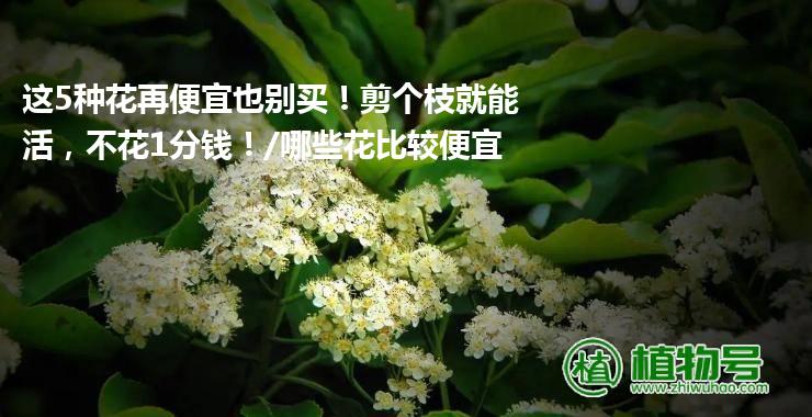 这5种花再便宜也别买！剪个枝就能活，不花1分钱！/哪些花比较便宜