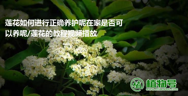 莲花如何进行正确养护呢在家是否可以养呢/莲花的教程视频播放