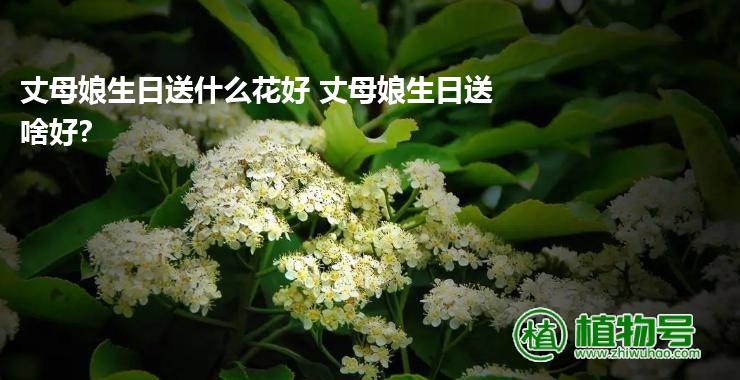 丈母娘生日送什么花好 丈母娘生日送啥好?