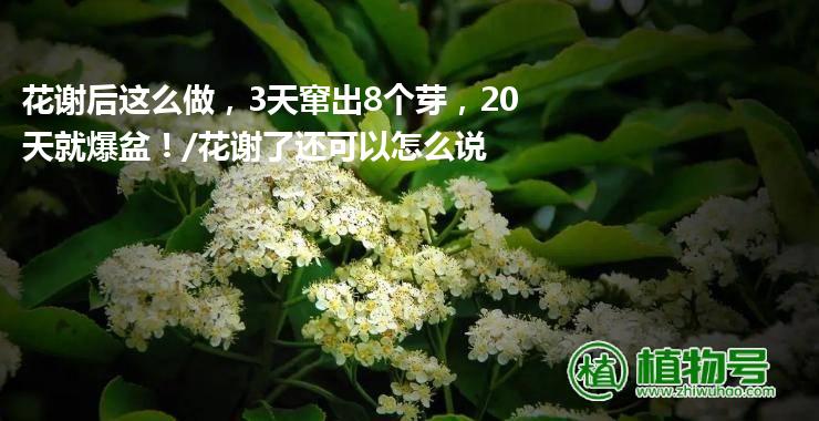 花谢后这么做，3天窜出8个芽，20天就爆盆！/花谢了还可以怎么说