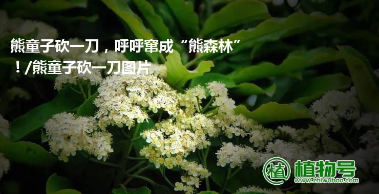 熊童子砍一刀，呼呼窜成“熊森林”！/熊童子砍一刀图片