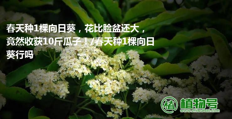 春天种1棵向日葵，花比脸盆还大，竟然收获10斤瓜子！/春天种1棵向日葵行吗