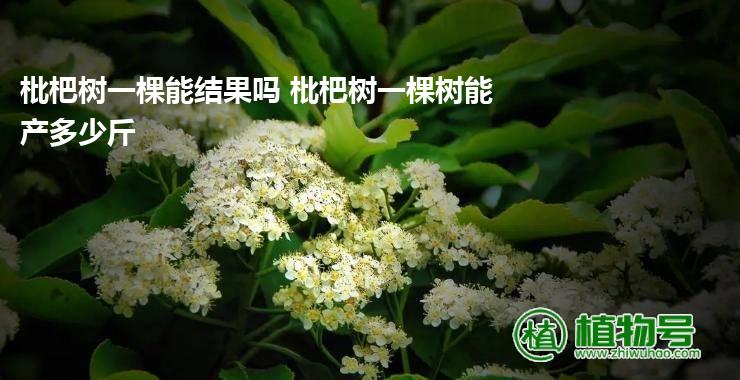 枇杷树一棵能结果吗 枇杷树一棵树能产多少斤