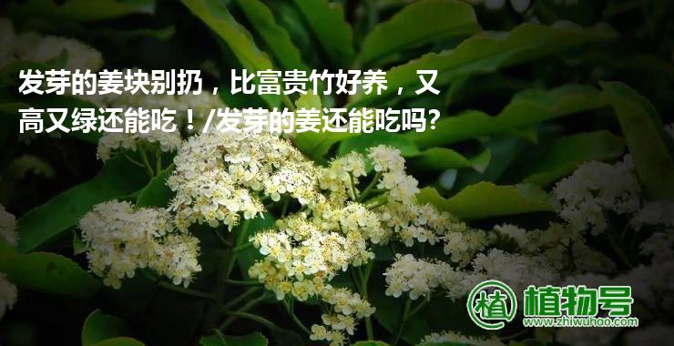 发芽的姜块别扔，比富贵竹好养，又高又绿还能吃！/发芽的姜还能吃吗?