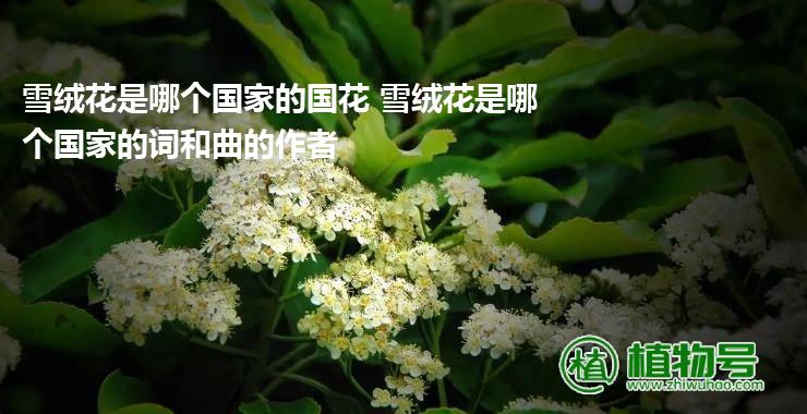 雪绒花是哪个国家的国花 雪绒花是哪个国家的词和曲的作者