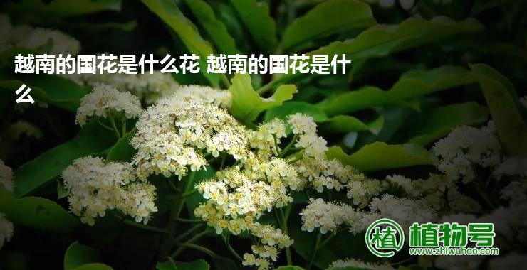 越南的国花是什么花 越南的国花是什么