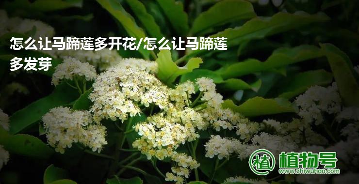 怎么让马蹄莲多开花/怎么让马蹄莲多发芽