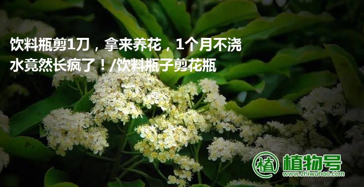 饮料瓶剪1刀，拿来养花，1个月不浇水竟然长疯了！/饮料瓶子剪花瓶