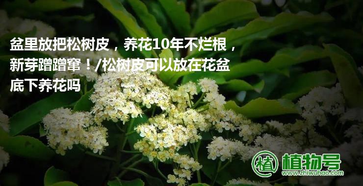 盆里放把松树皮，养花10年不烂根，新芽蹭蹭窜！/松树皮可以放在花盆底下养花吗