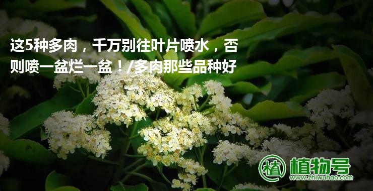 这5种多肉，千万别往叶片喷水，否则喷一盆烂一盆！/多肉那些品种好