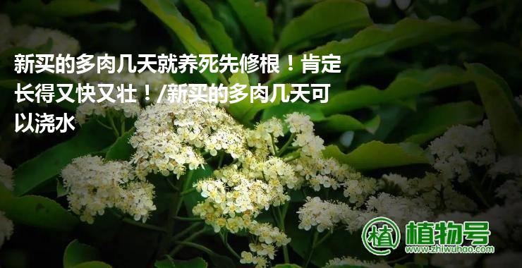 新买的多肉几天就养死先修根！肯定长得又快又壮！/新买的多肉几天可以浇水