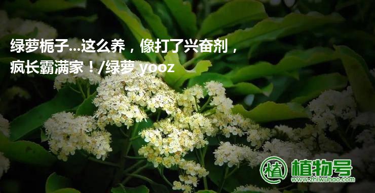 绿萝栀子...这么养，像打了兴奋剂，疯长霸满家！/绿萝 yooz