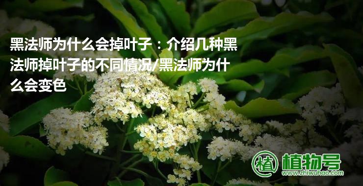 黑法师为什么会掉叶子：介绍几种黑法师掉叶子的不同情况/黑法师为什么会变色