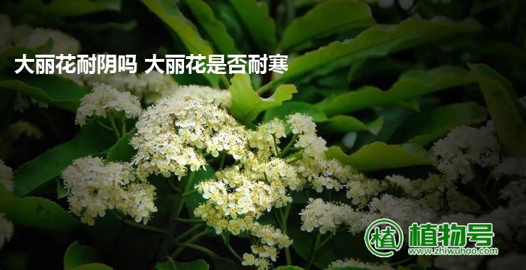 大丽花耐阴吗 大丽花是否耐寒