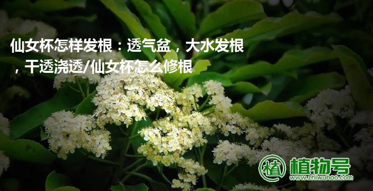 仙女杯怎样发根：透气盆，大水发根，干透浇透/仙女杯怎么修根