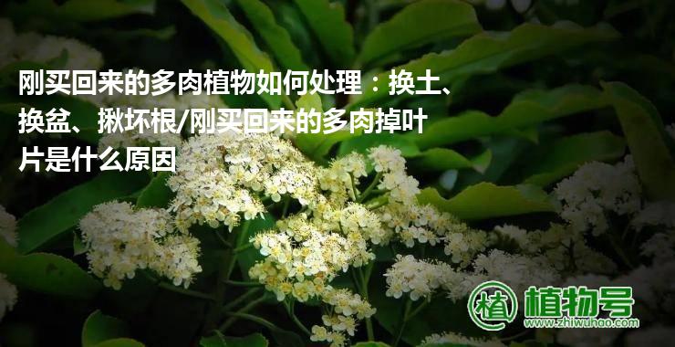 刚买回来的多肉植物如何处理：换土、换盆、揪坏根/刚买回来的多肉掉叶片是什么原因