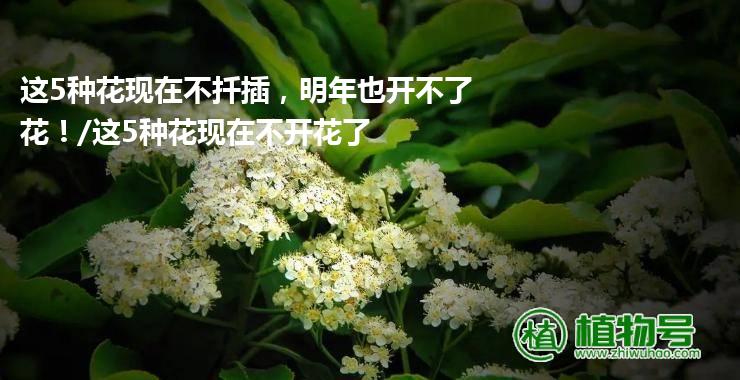 这5种花现在不扦插，明年也开不了花！/这5种花现在不开花了