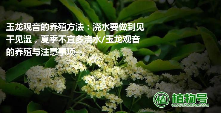 玉龙观音的养殖方法：浇水要做到见干见湿，夏季不宜多浇水/玉龙观音的养殖与注意事项