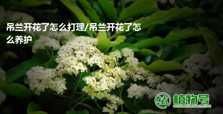 吊兰开花了怎么打理/吊兰开花了怎么养护