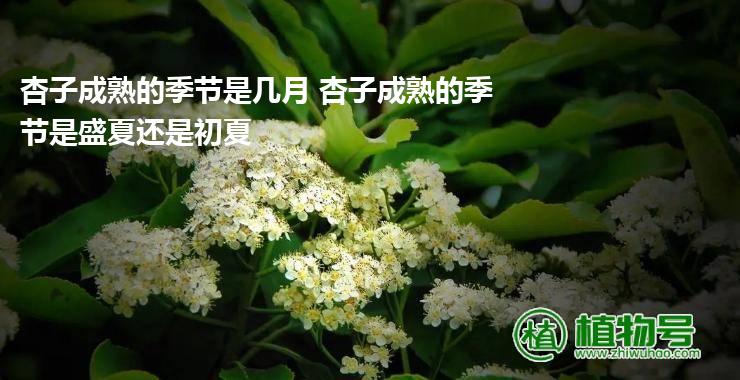 杏子成熟的季节是几月 杏子成熟的季节是盛夏还是初夏