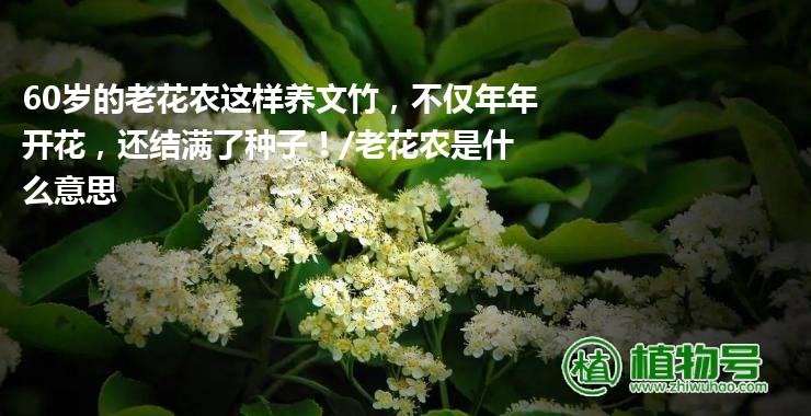 60岁的老花农这样养文竹，不仅年年开花，还结满了种子！/老花农是什么意思