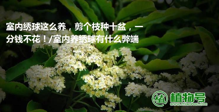 室内绣球这么养，剪个枝种十盆，一分钱不花！/室内养绣球有什么弊端