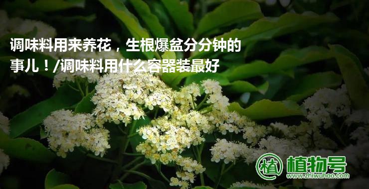 调味料用来养花，生根爆盆分分钟的事儿！/调味料用什么容器装最好