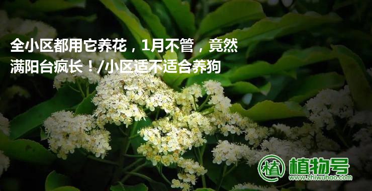 全小区都用它养花，1月不管，竟然满阳台疯长！/小区适不适合养狗