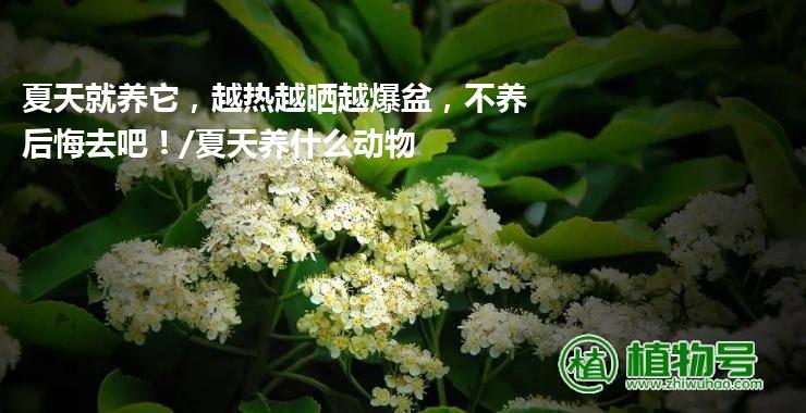 夏天就养它，越热越晒越爆盆，不养后悔去吧！/夏天养什么动物