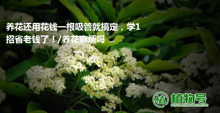 养花还用花钱一根吸管就搞定，学1招省老钱了！/养花麻烦吗